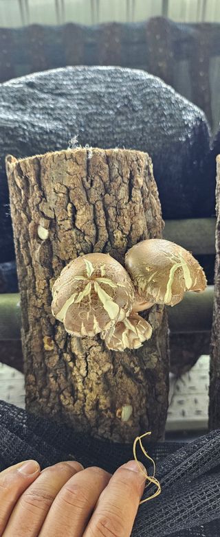 종합선물세트님의 버섯 · 영농일지 작성글 사진