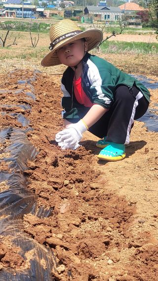 로만아빠님의 기타작물 · 영농일지 작성글 사진