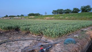 서정욱님의 마늘 · 영농일지 작성글 사진