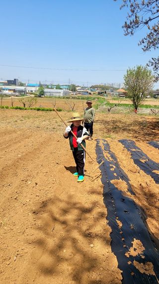 로만아빠님의 기타작물 · 영농일지 작성글 사진
