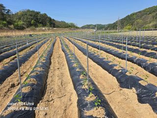 날마다청춘님의 기타작물 · 영농일지 작성글 사진