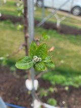 팜모닝 사과·영농일지 게시글 이미지