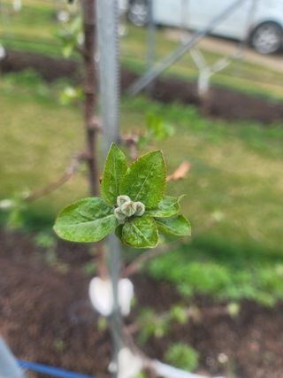 시나노골드님의 사과 · 영농일지 작성글 사진