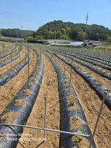 팜모닝 기타작물·영농일지 게시글 이미지