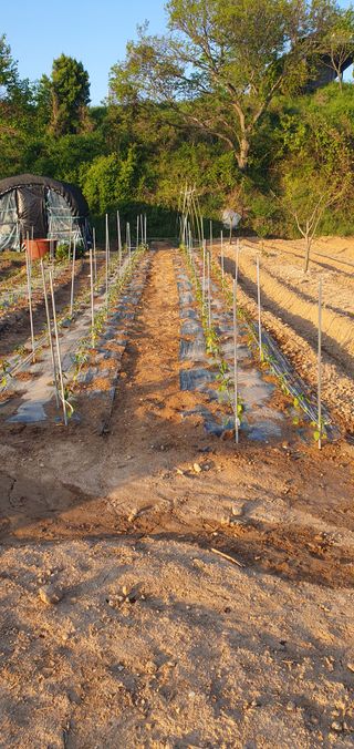 김영진님의 고추 · 영농일지 작성글 사진