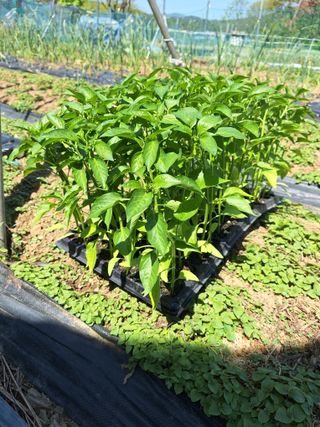 로즈마리님의 고추 · 영농일지 작성글 사진