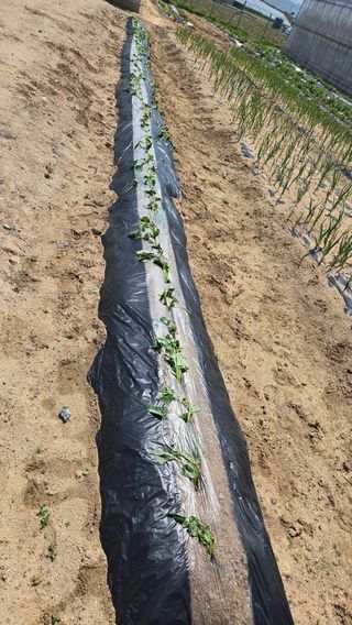 최경숙님의 고구마 · 영농일지 작성글 사진