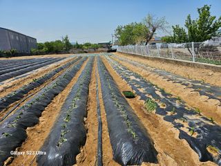 박명흠 님의 고구마 · 영농일지 작성글 사진
