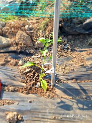 로즈마리님의 고추 · 영농일지 작성글 사진