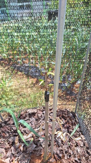 김하동 님의 기타작물 · 영농일지 작성글 사진