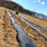 팜모닝 감자·영농일지 게시글 이미지