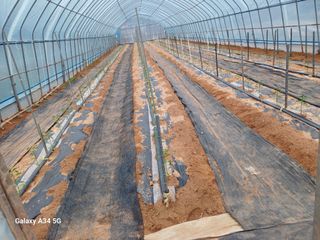 귀촌좋아....님의 고추 · 영농일지 작성글 사진