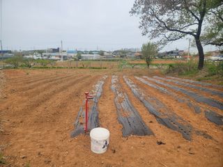 로만아빠님의 감자 · 영농일지 작성글 사진