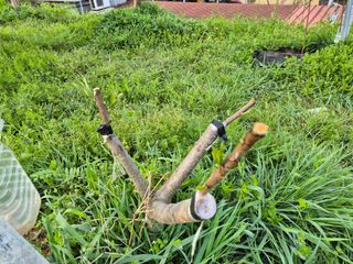 천운산님의 복숭아 · 영농일지 작성글 사진