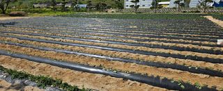 정상관님의 고구마 · 영농일지 작성글 사진