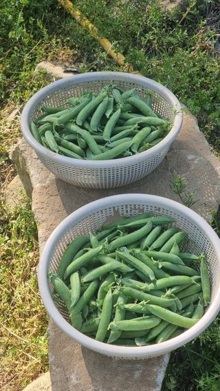 촌사리님의 호박 · 영농일지 작성글 사진