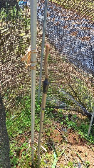 김하동 님의 기타작물 · 영농일지 작성글 사진