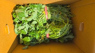 최경숙님의 고구마 · 영농일지 작성글 사진