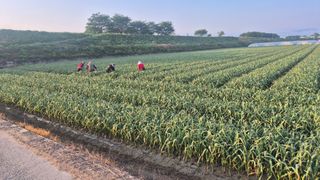 서정욱님의 마늘 · 영농일지 작성글 사진