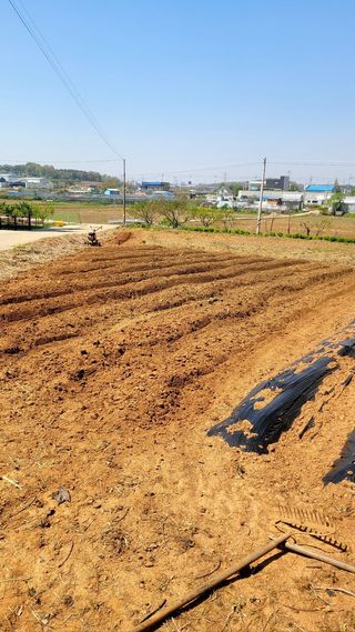 로만아빠님의 기타작물 · 영농일지 작성글 사진