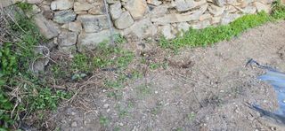 진전님의 고추 · 영농일지 작성글 사진