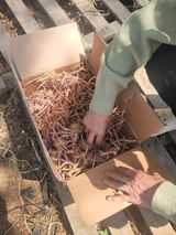 팜모닝 감자·영농일지 게시글 이미지