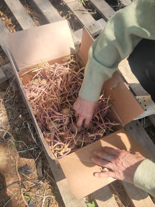 로만아빠님의 감자 · 영농일지 작성글 사진