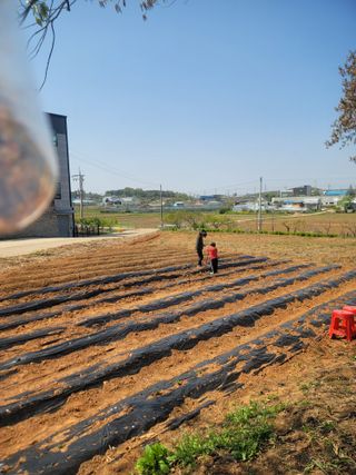 로만아빠님의 기타작물 · 영농일지 작성글 사진