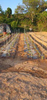 팜모닝 고추·영농일지 게시글 이미지