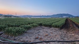 서정욱님의 마늘 · 영농일지 작성글 사진