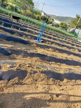 팜모닝 기타작물·영농일지 게시글 이미지