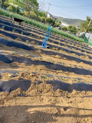 금복주님의 기타작물 · 영농일지 작성글 사진