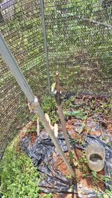 팜모닝 기타작물·영농일지 게시글 이미지