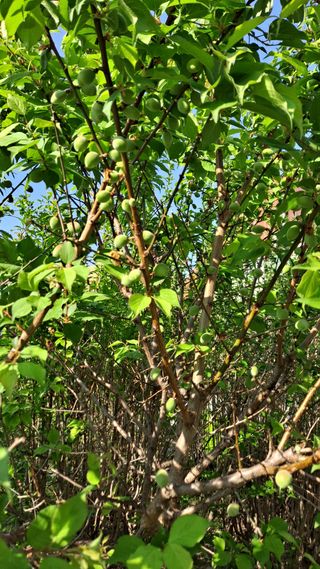 MSG0074님의 배추 · 영농일지 작성글 사진