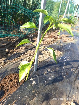 로즈마리님의 고추 · 영농일지 작성글 사진