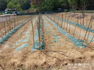 성주 농업인님의 고추 · 영농일지 작성글 사진