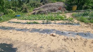 촌사리님의 호박 · 영농일지 작성글 사진