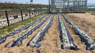 최경숙님의 고구마 · 영농일지 작성글 사진