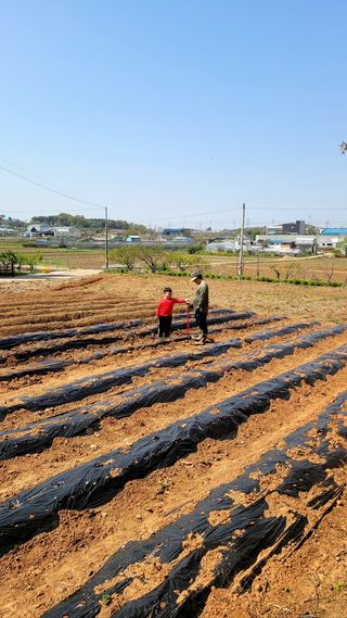 로만아빠님의 기타작물 · 영농일지 작성글 사진