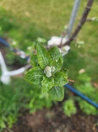 시나노골드님의 사과 · 영농일지 작성글 사진