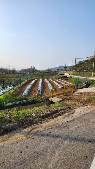 봉담고추님의 고추 · 영농일지 작성글 사진