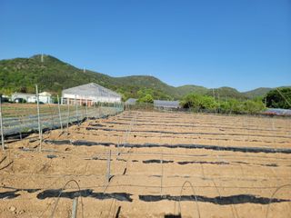 이석기님의 고추 · 영농일지 작성글 사진