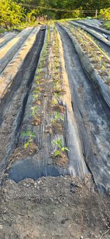 팜모닝 고추·영농일지 게시글 이미지