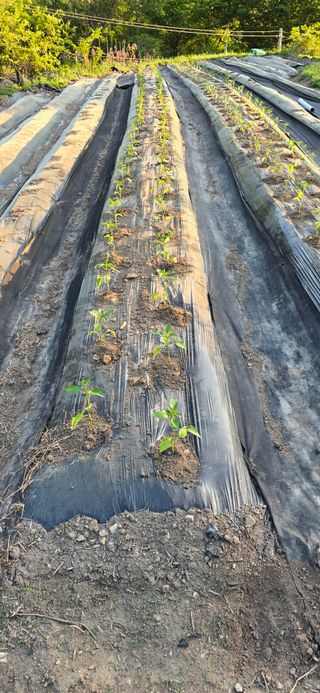 진전님의 고추 · 영농일지 작성글 사진