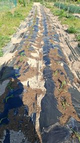 팜모닝 기타작물·영농일지 게시글 이미지