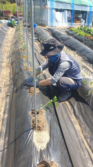 이경옥님의 기타작물 · 영농일지 작성글 사진