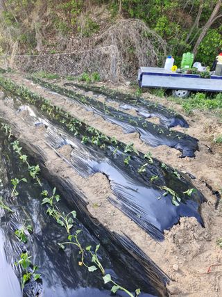 백운농원 님의 기타작물 · 영농일지 작성글 사진