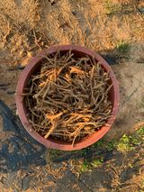 팜모닝 두릅·영농일지 게시글 이미지