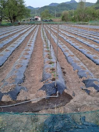 이인성님의 고추 · 영농일지 작성글 사진