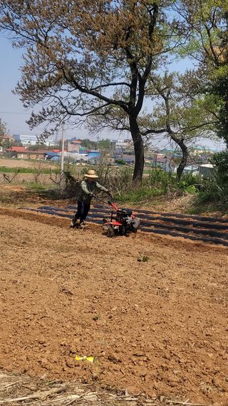 로만아빠님의 기타작물 · 영농일지 작성글 사진